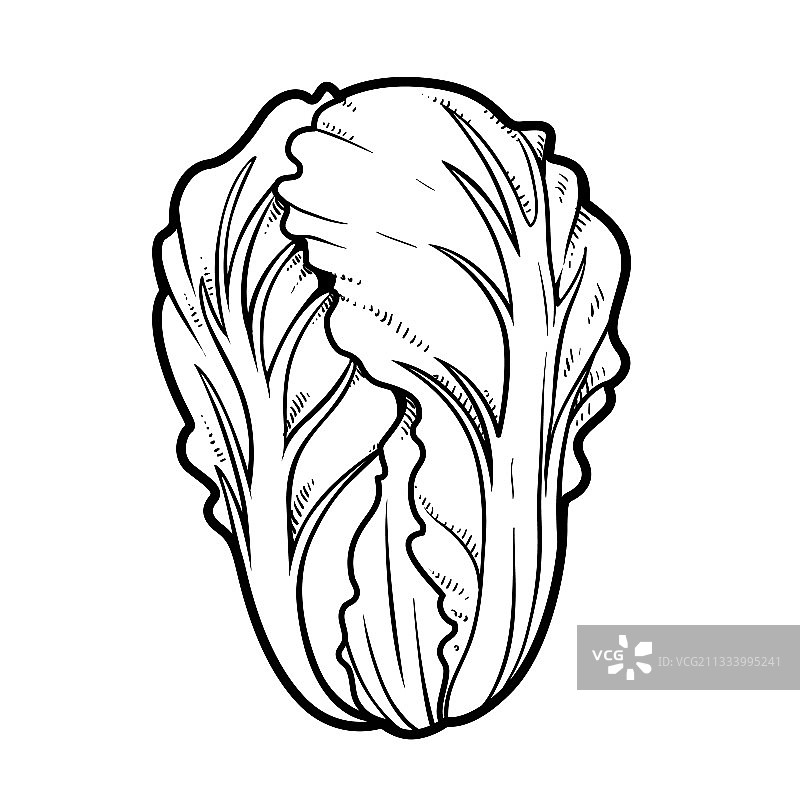 白色背景上的中国白菜线性图图片素材