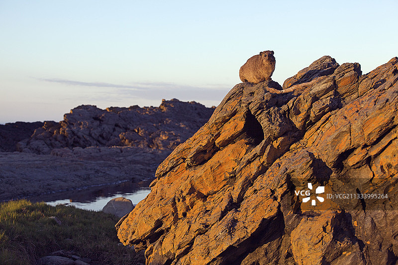 曦光中岩石上休息的蹄兔，南非图片素材