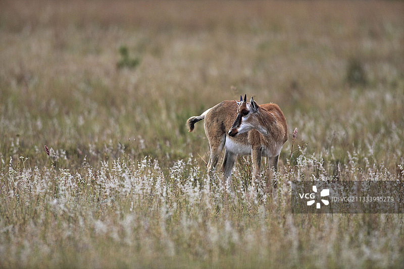 南非邦特博克国家公园的邦特博克小牛图片素材