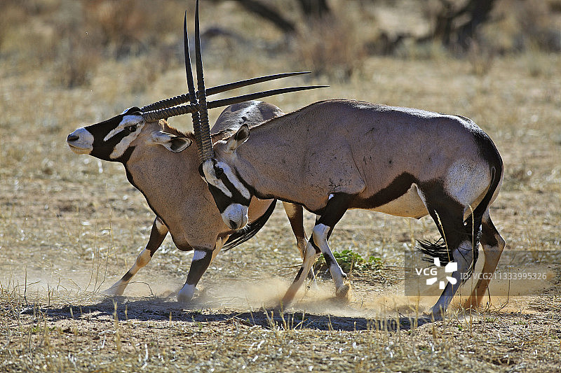 在卡拉哈迪沙漠中战斗的南非长角羚图片素材