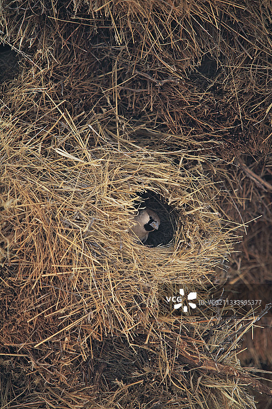 卡拉哈迪南部非洲的群居织巢鸟图片素材