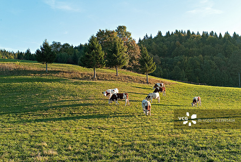 法国拉茹的草地上的奶牛图片素材