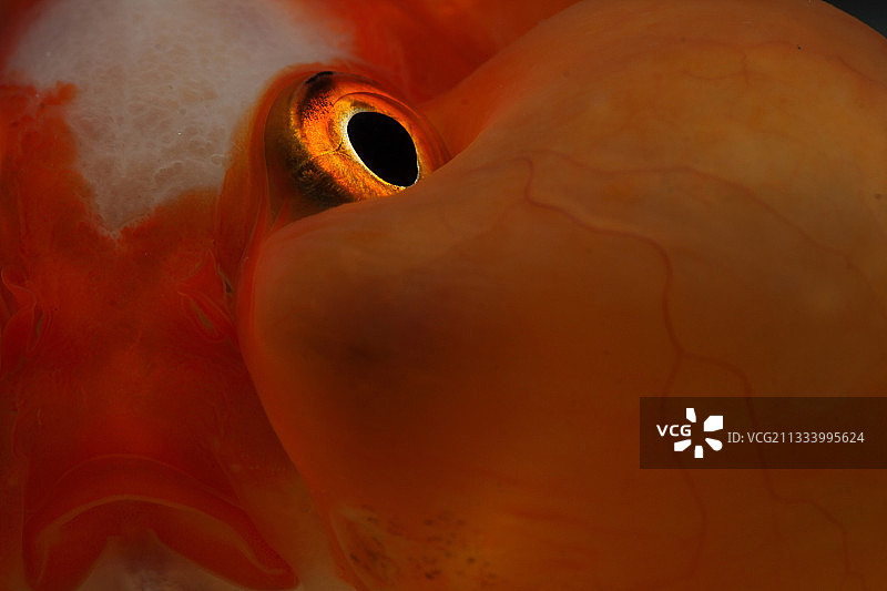 金鱼特写图片素材