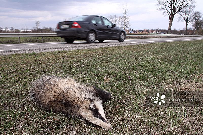 被车辆撞击的欧亚獾图片素材