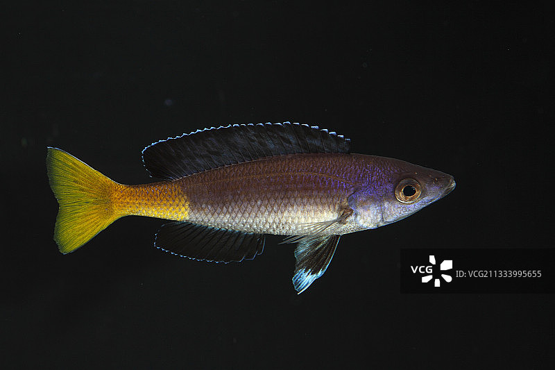 巨型慈鲷图片素材