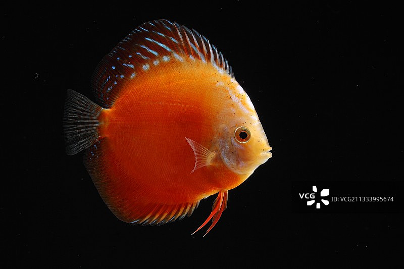 红色万宝路神仙鱼图片素材