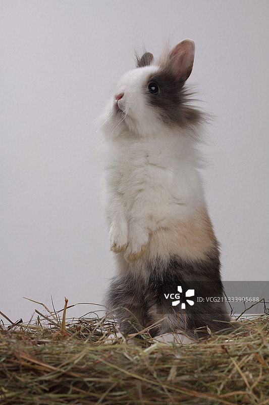 轿子上的侏儒图片素材