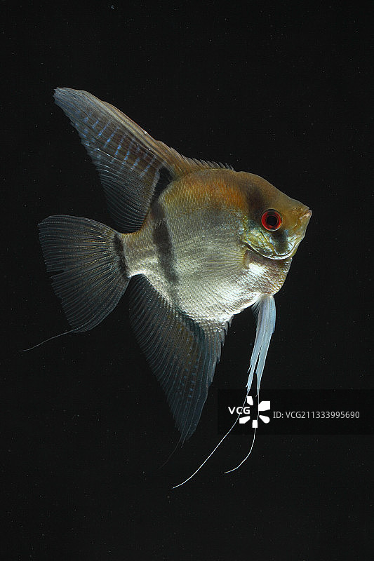 品种培育图片素材