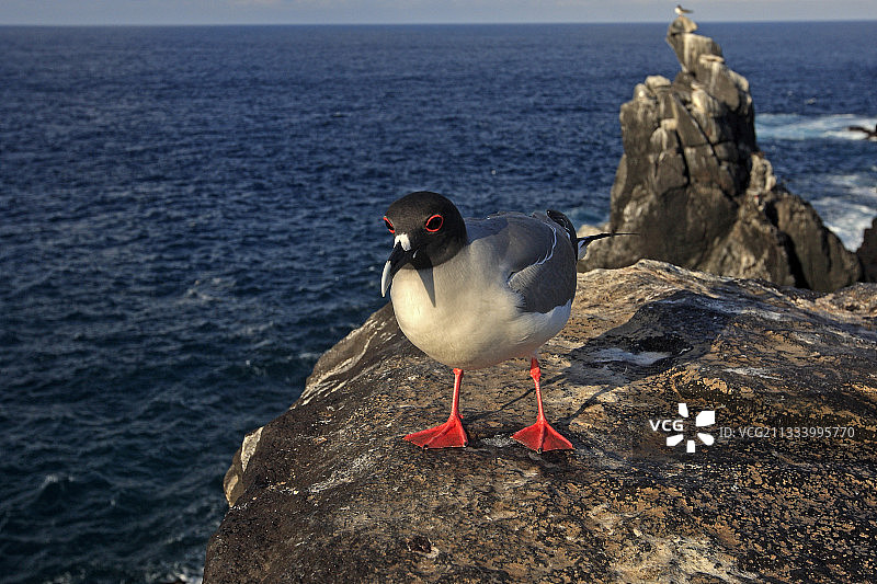 加拉帕戈斯群岛埃斯帕诺拉岛上的燕尾鸥图片素材
