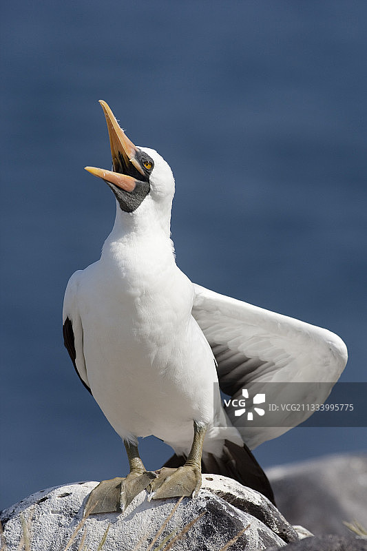 加拉帕戈斯群岛埃斯帕尼奥拉岛上的蒙面鲣鸟图片素材
