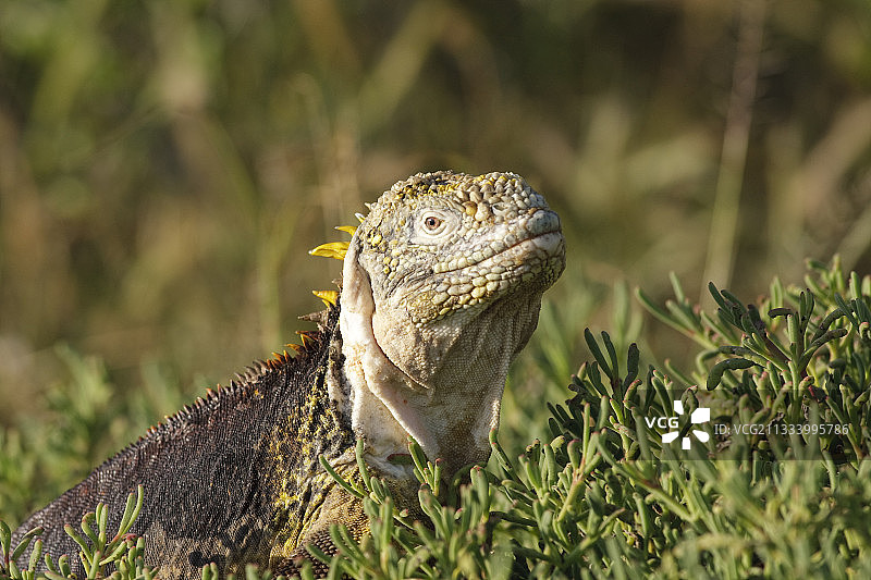 加拉帕戈斯群岛南广场岛的加拉帕戈斯陆鬣蜥图片素材