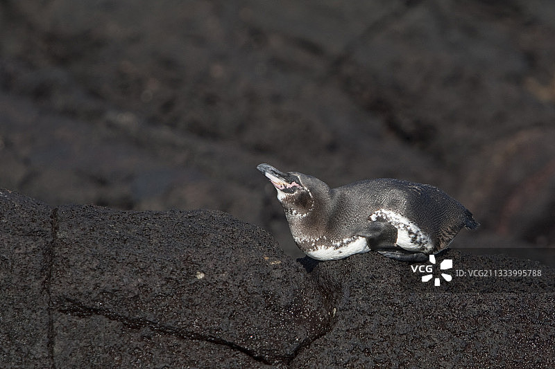 加拉帕戈斯企鹅，圣地亚哥岛图片素材