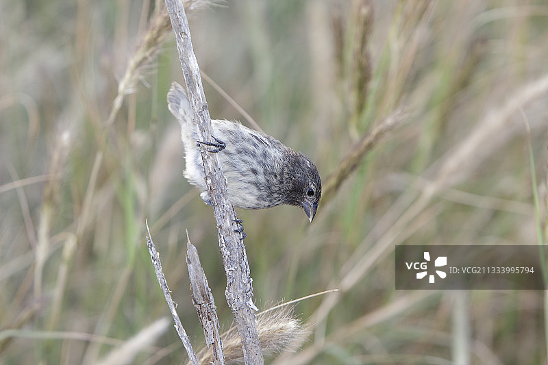 圣克鲁斯岛加拉帕戈斯群岛中地雀图片素材