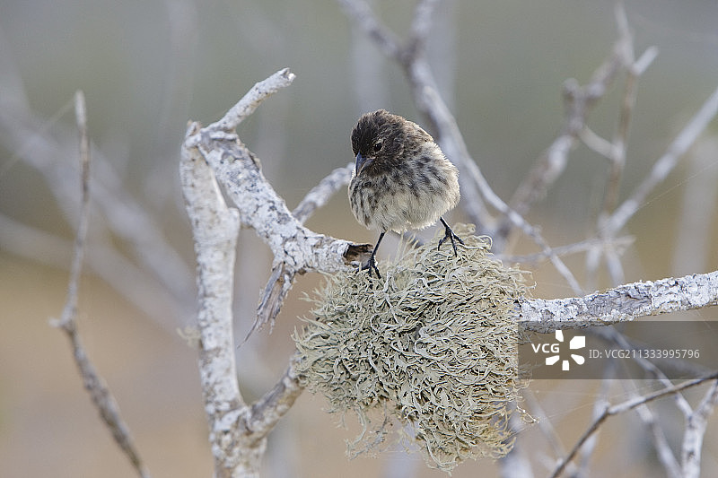 加拉帕戈斯群岛圣达菲岛上的小地雀图片素材