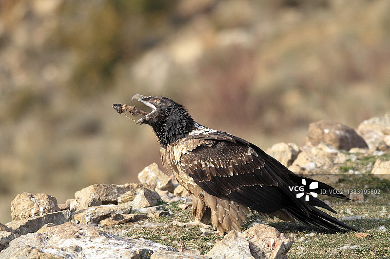 在西班牙喂食点觅食的胡兀鹫图片素材