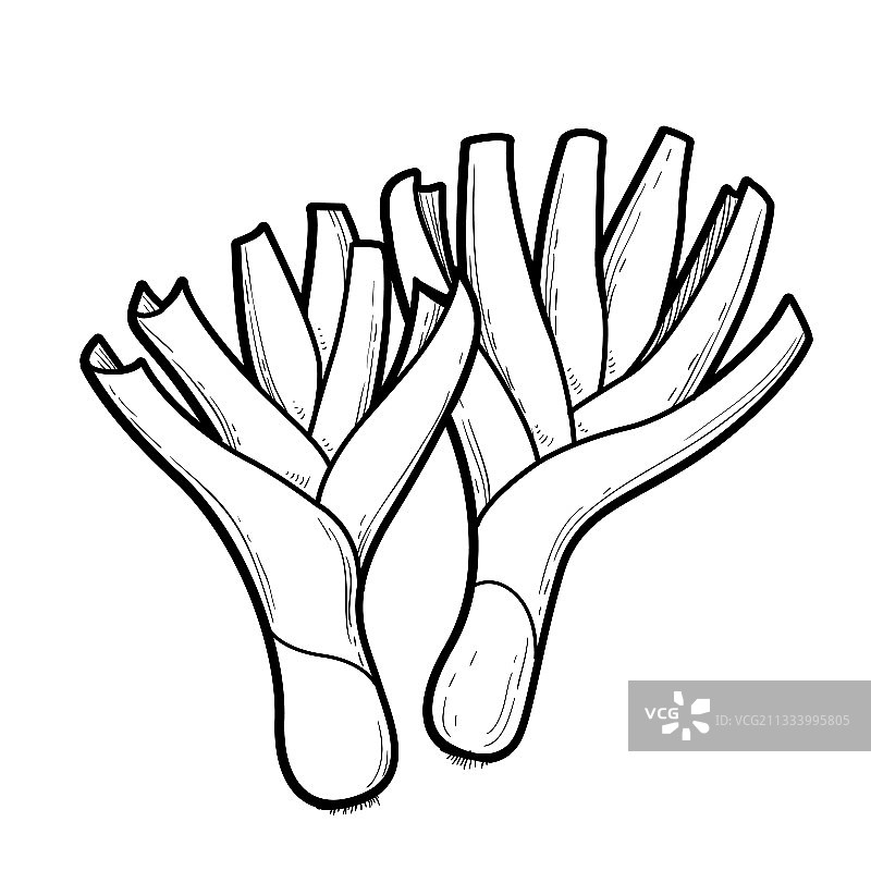 白色背景上的两株葱线性图图片素材