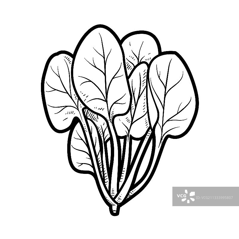 白色背景上的菠菜捆线性图图片素材