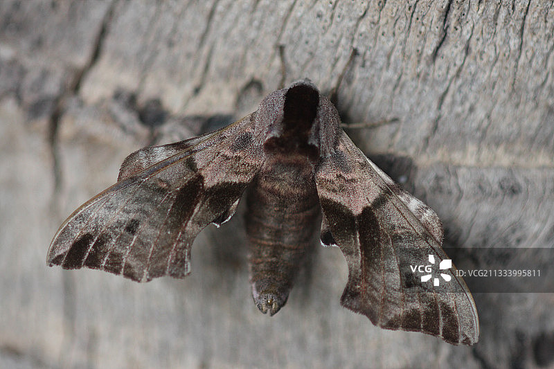 法国春天树皮上的眼纹天蛾图片素材