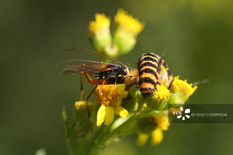 黄蜂为鳞片蒿属植物留下一条痕迹图片素材