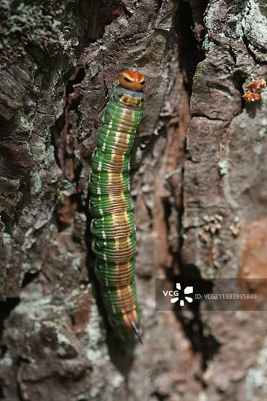 法国松树干上的天蛾毛虫图片素材