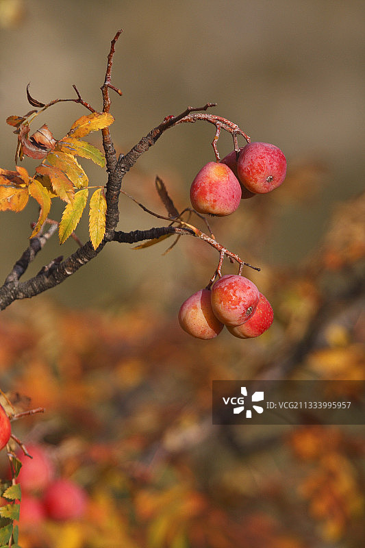 韦尔东峡谷的欧洲花楸果实，法国秋季图片素材