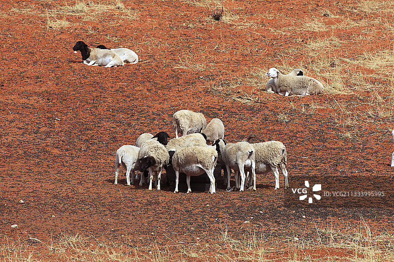 南非卡拉哈里沙漠的绵羊养殖图片素材