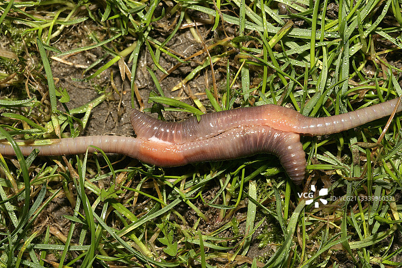 交配中的普通蚯蚓，英国诺福克图片素材