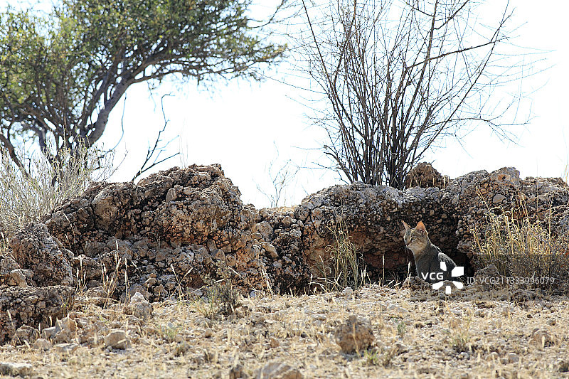 卡拉哈迪南非野猫图片素材
