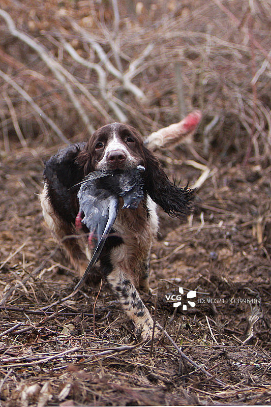 英国激飞猎犬在法国报告鸽子图片素材