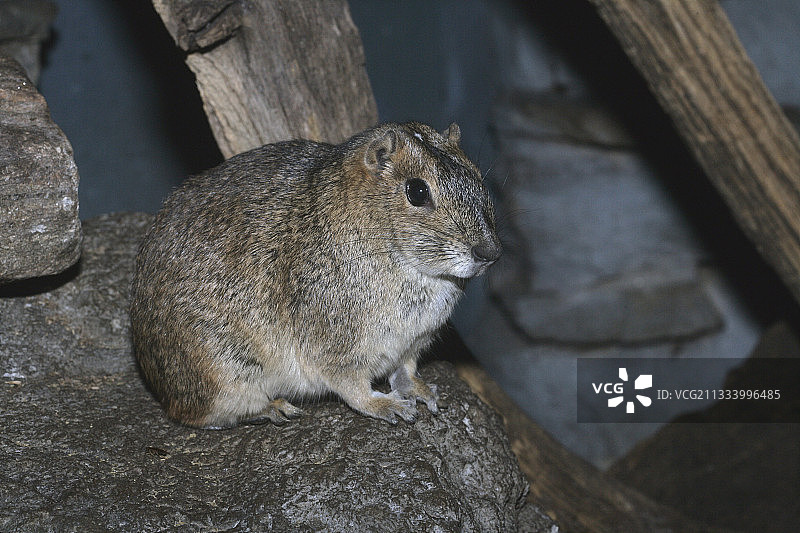 岩石豚鼠图片素材