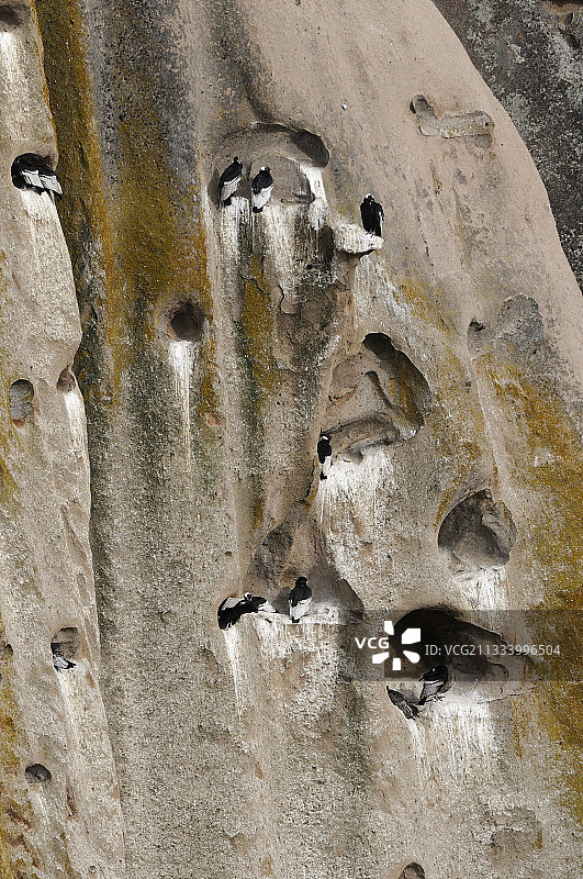 阿根廷巴里洛切比翠鸟山上的安第斯秃鹰图片素材