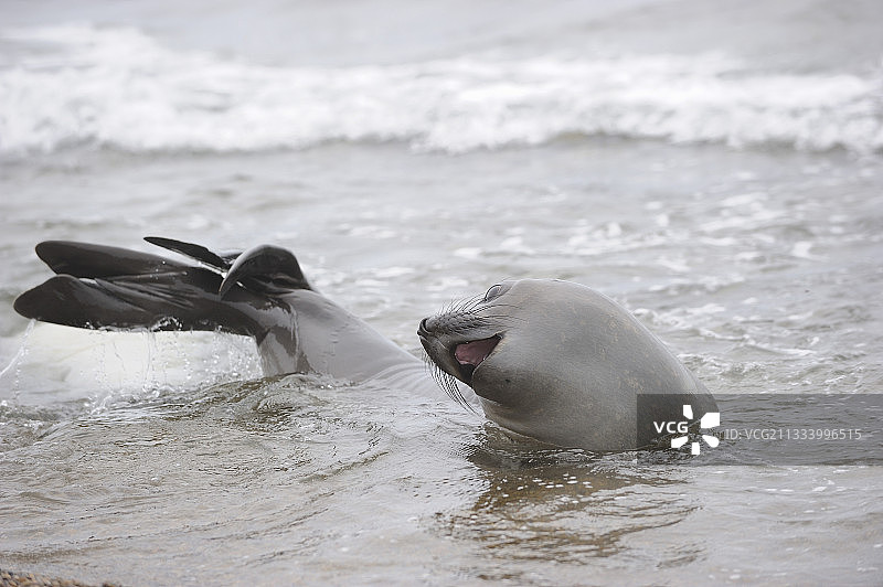 在瓦尔德斯半岛水中的南方象海豹，阿根廷图片素材