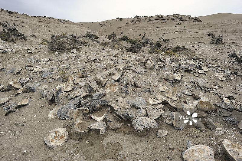 阿根廷瓦尔德斯半岛牡蛎化石图片素材