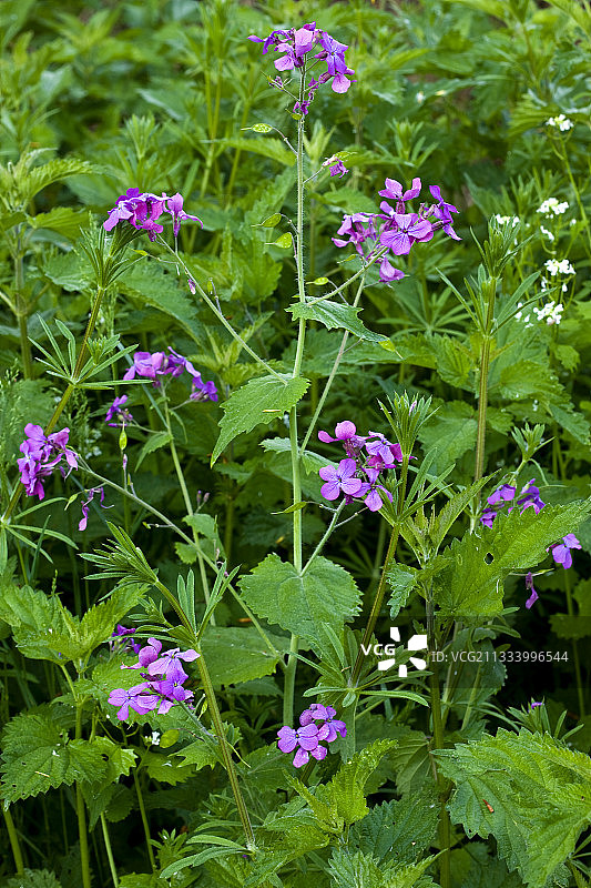 法国普罗旺斯春天盛开的银扇草图片素材