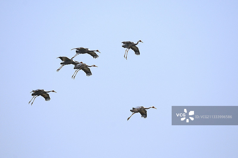 降落在日本九州的白枕鹤图片素材