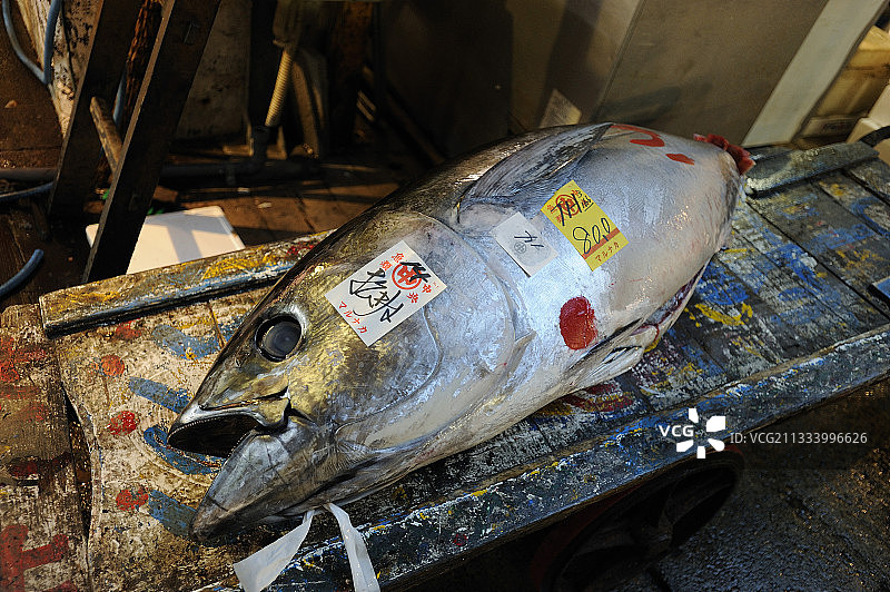 日本东京筑地市场蓝鳍金枪鱼标签图片素材