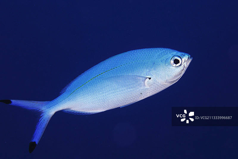 红海的月亮双带燕鱼图片素材