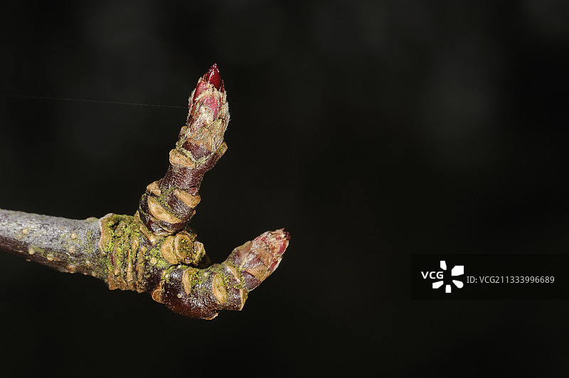 法国树枝上的顶芽图片素材