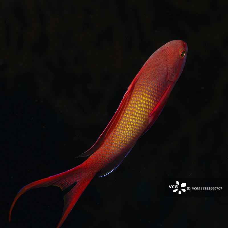 埃及红海的琴尾花鮨图片素材