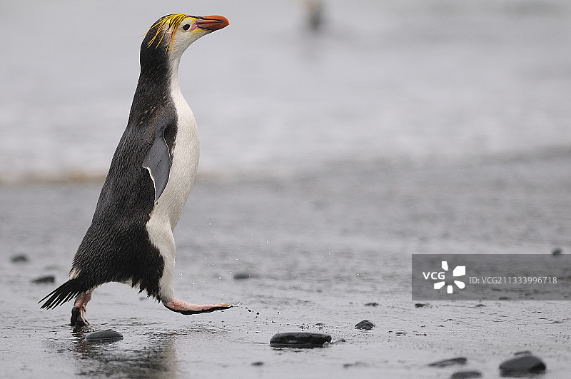 下海的皇家企鹅，澳大利亚图片素材