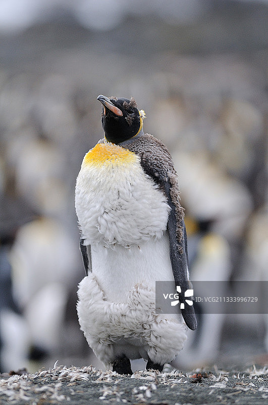 在澳大利亚麦夸里岛换羽的国王企鹅图片素材