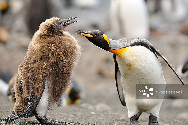 澳大利亚麦夸利岛上的帝企鹅及其幼崽图片素材