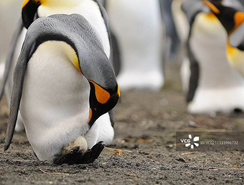 在澳大利亚麦夸里岛上孵蛋的帝企鹅图片素材