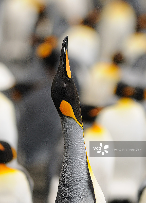 在澳大利亚麦夸里岛上鸣叫的王企鹅宝宝图片素材
