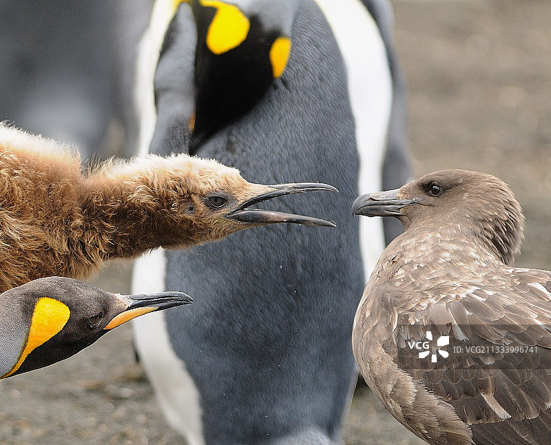 棕色贼鸥骚扰帝企鹅及其幼崽，澳大利亚图片素材
