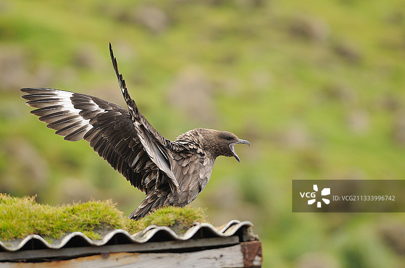 为澳大利亚领土游行的棕色贼鸥图片素材