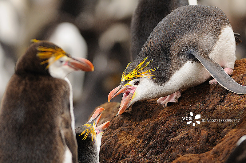 澳大利亚麦考瑞岛上的皇家企鹅争斗图片素材