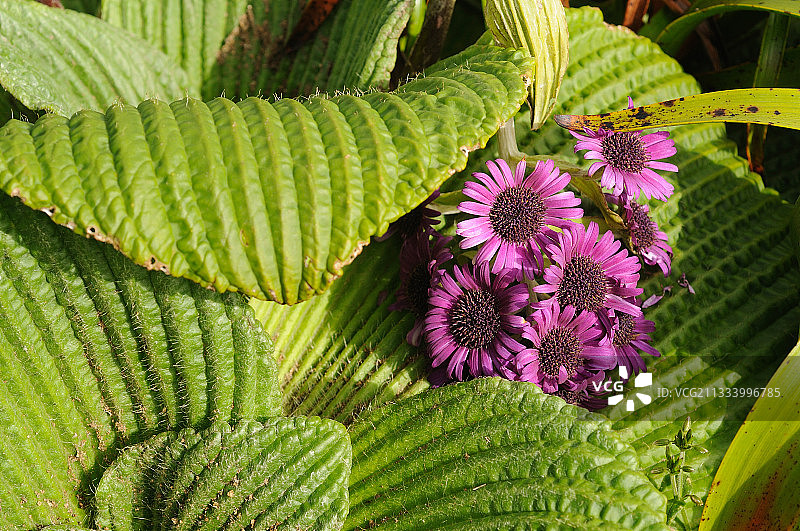 新西兰玛格丽特·坎贝尔岛图片素材