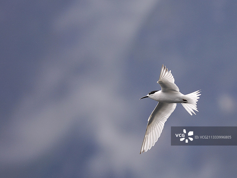 飞行中的白额燕，新西兰图片素材