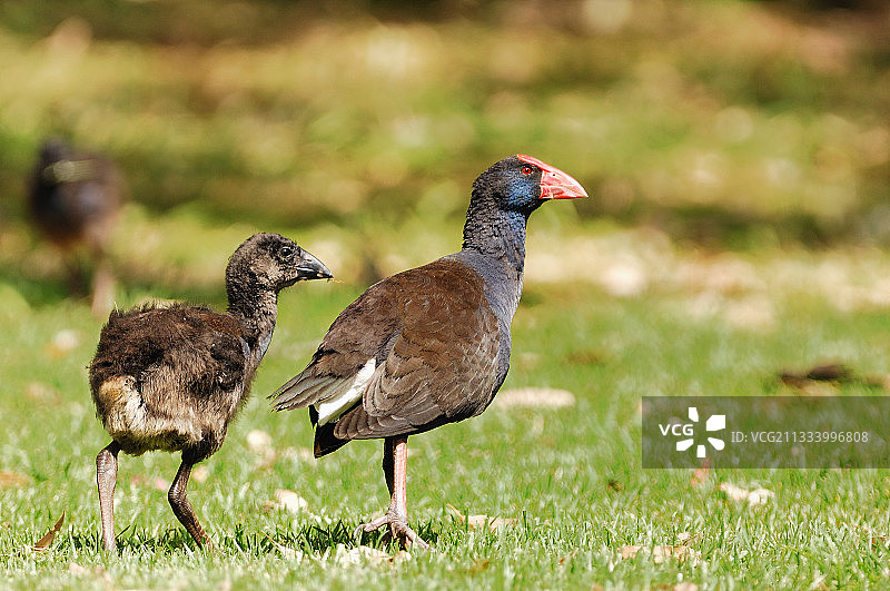 紫水鸡和雏鸟，澳大利亚图片素材